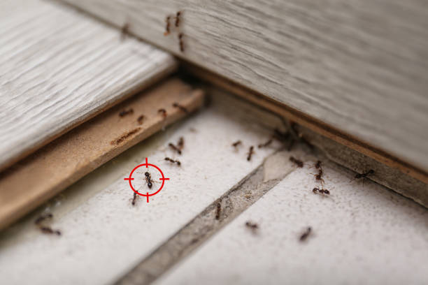Best Pest Removal Services  in Fairfield, CA